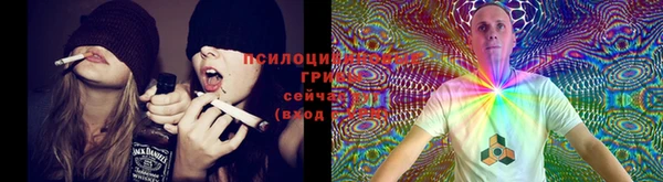 прущие грибы Баксан